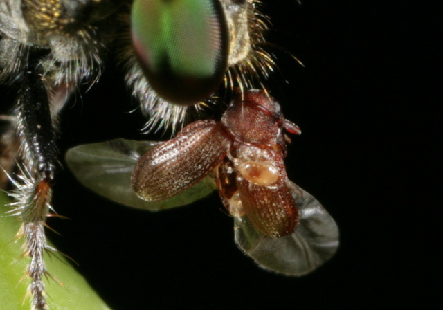 Stegobium paniceum Anobiidae