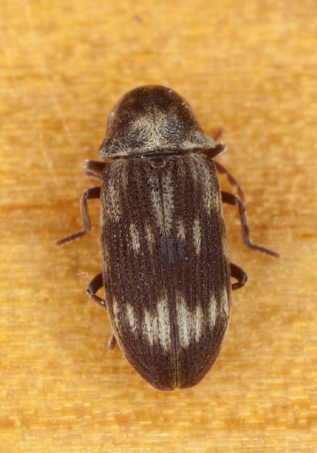 Hadrobregmus notatus Anobiidae