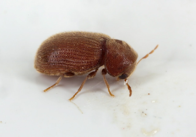 Stegobium paniceum Anobiidae