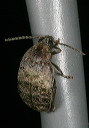 amblycerus_robiniae8379