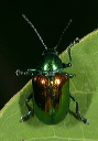 chrysochus_auratus1654