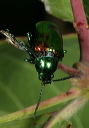 chrysochus_auratus1657