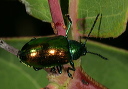 chrysochus_auratus1658