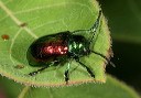 chrysochus_auratus1666