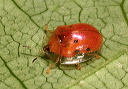 golden_tortoise_beetle743