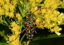 locust_borer_beetle096