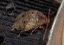 locust_seed_borer_beet_761a