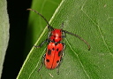 redmilkweedbeetle420