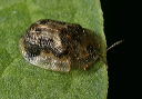 tortoise_beetle0795