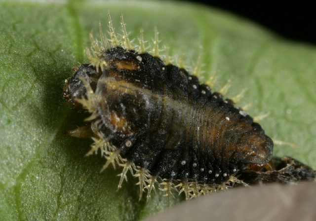 Charidotella sexpunctata Chrysomelidae