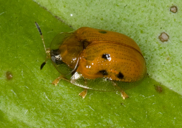 Charidotella sexpunctata Chrysomelidae