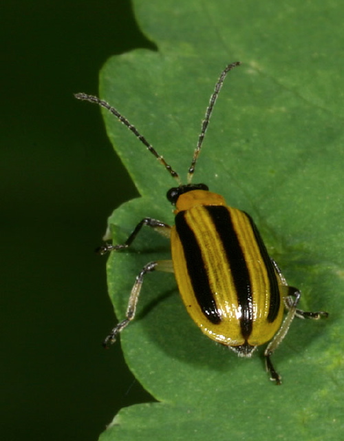 Acalymma vittatum Chrysomelidae