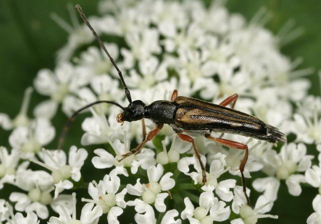 Analeptura lineola Cerambycidae