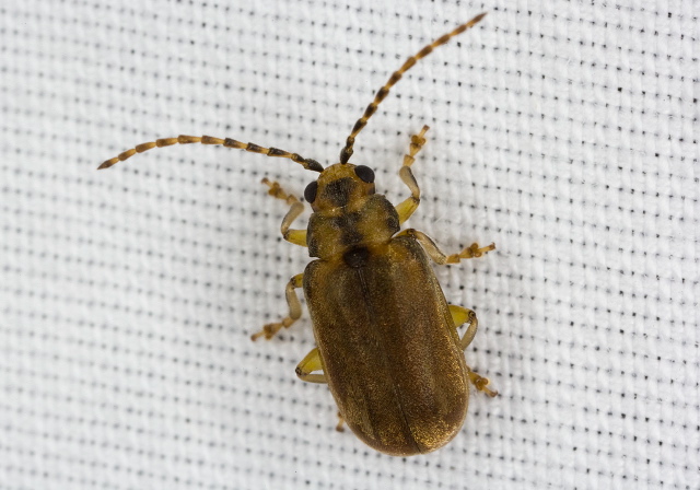 Xanthogaleruca luteola Chrysomelidae