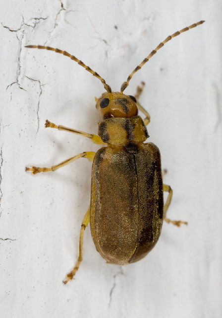 Xanthogaleruca luteola Chrysomelidae