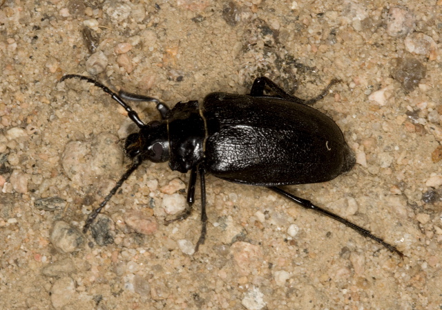 Prionus laticollis Cerambycidae