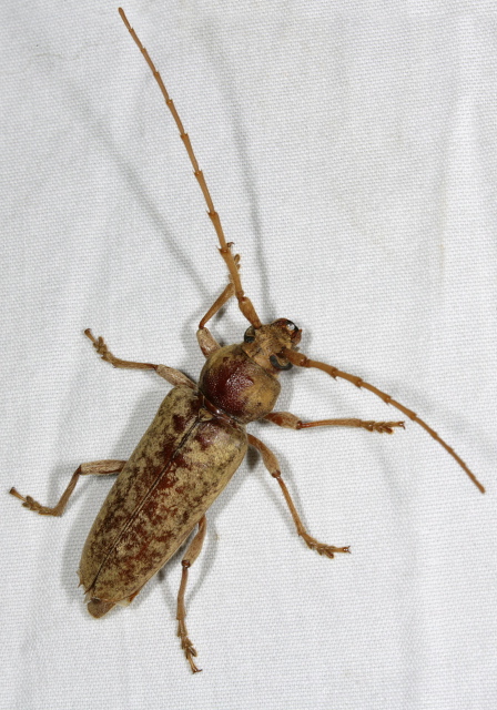 Enaphalodes rufulus Cerambycidae