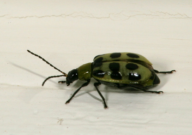 Trirhabda virgata Chrysomelidae