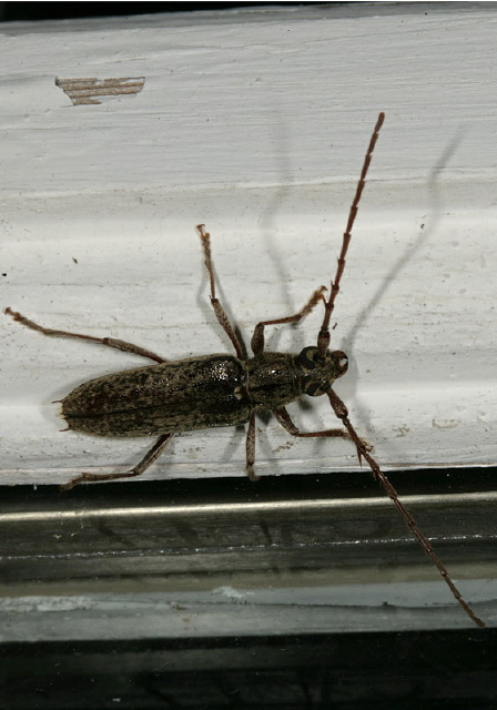 Elaphidion mucronatum Cerambycidae