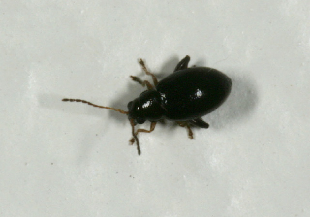   Chrysomelidae