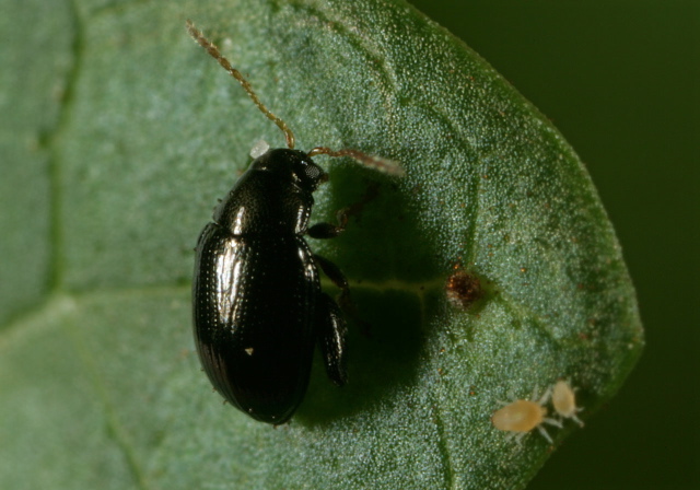 Chaetocnema confinis Chrysomelidae