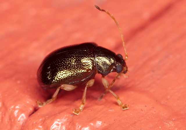 Rhabdopterus sp. Chrysomelidae