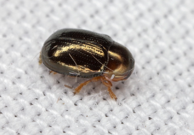 Diachus auratus Chrysomelidae