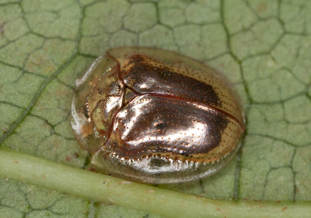 Charidotella sexpunctata Chrysomelidae