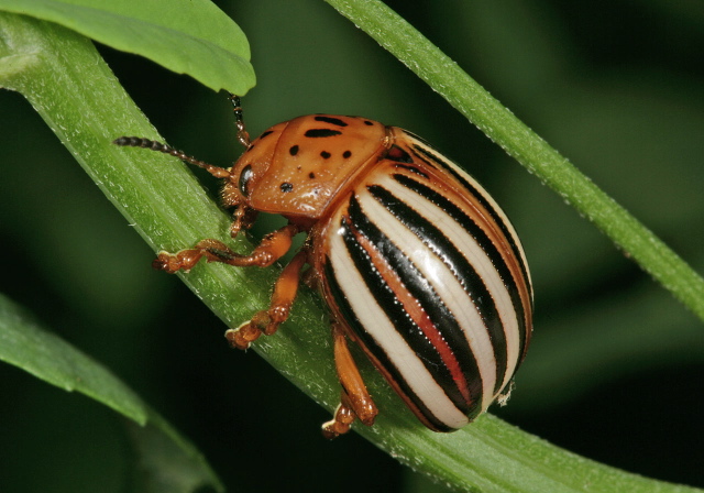 Leptinotarsa juncta Chrysomelidae