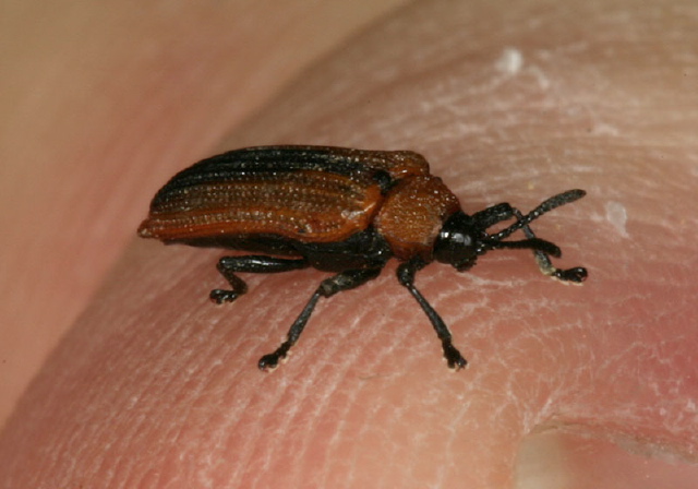 Odontota dorsalis Chrysomelidae