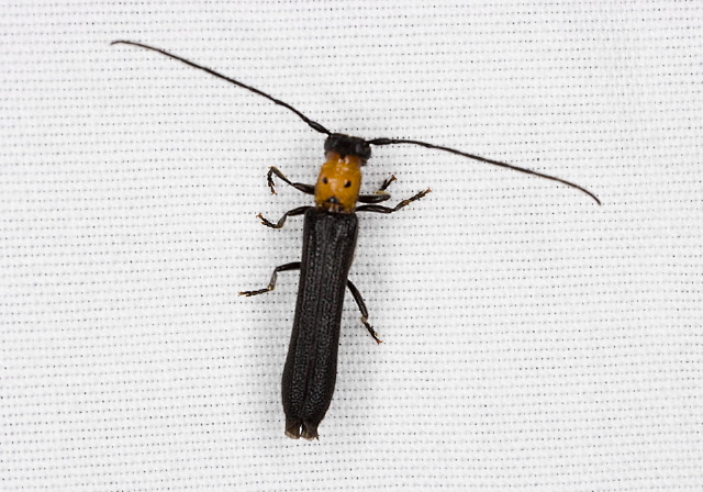 Oberea perspicillata Cerambycidae