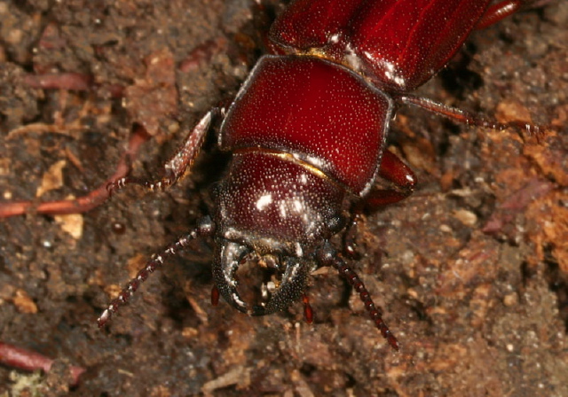 Neandra brunnea Cerambycidae