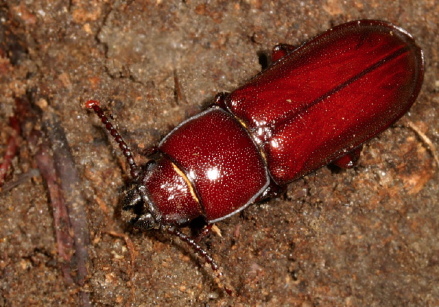 Neandra brunnea Cerambycidae