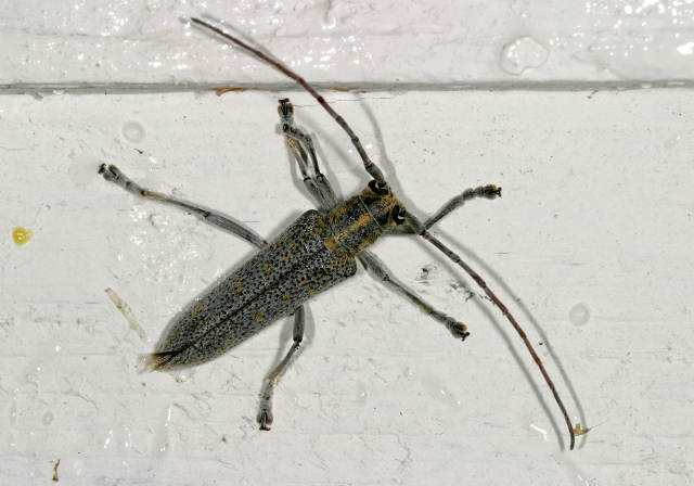 Saperda calcarata Cerambycidae