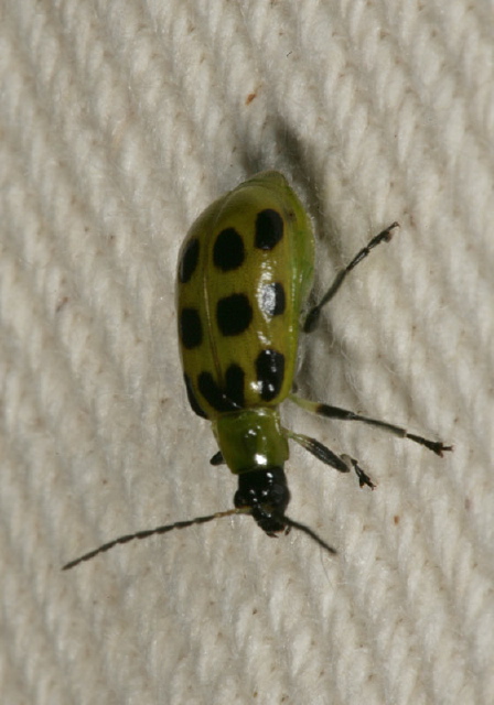 Trirhabda virgata Chrysomelidae