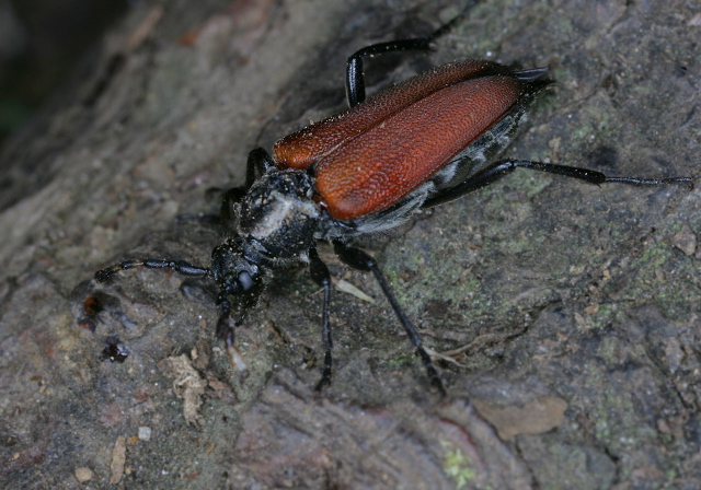 Stictoleptura canadensis Cerambycidae