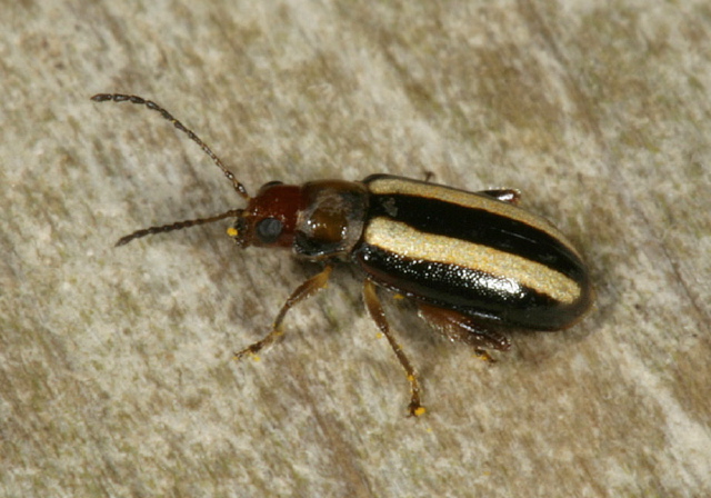 Systena blanda Chrysomelidae