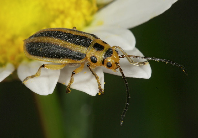 Trirhabda virgata Chrysomelidae