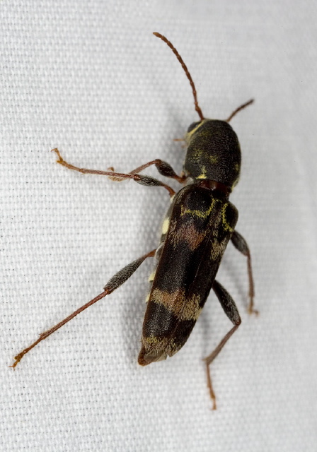 Xylotrechus colonus Cerambycidae