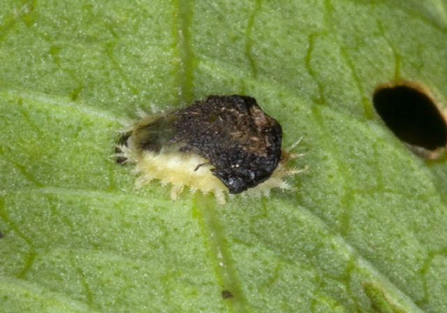 Deloyala guttata? Chrysomelidae