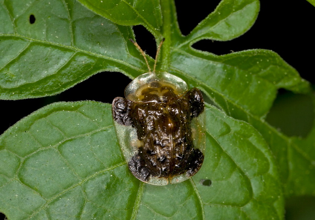 Plagiometriona clavata Chrysomelidae