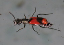 anthocomus_bipunctatus7853