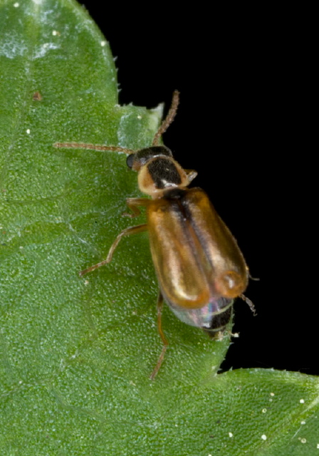 Attalus scincetus Melyridae