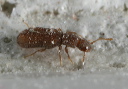 dienerella_sp8698