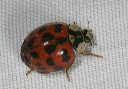 harmonia_axyridis8446