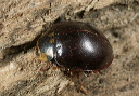 ladybird_beetle8958