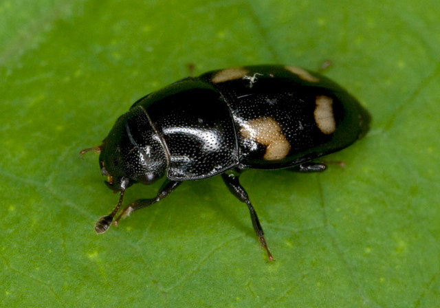 Glischrochilus quadrisignatus Nitidulidae