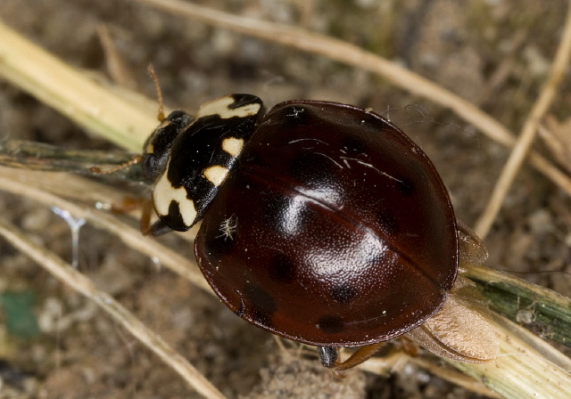 Anatis labiculata Coccinellidae