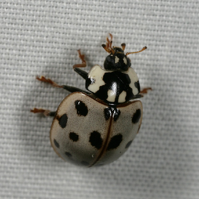 Anatis labiculata Coccinellidae