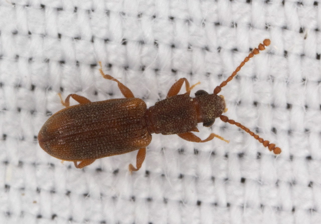 Silvanoprus angusticollis? Silvanidae